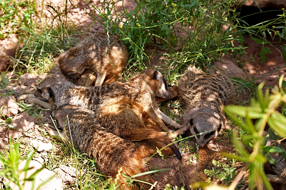 Gruppen-Kuscheln