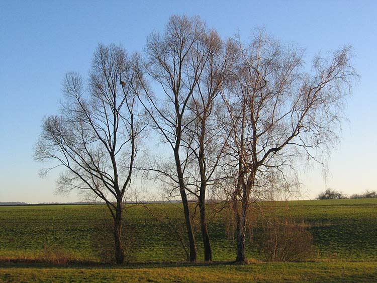 Gruppenbild im Herbst. Auf was warten die vier ?