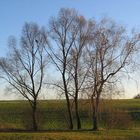 Gruppenbild im Herbst. Auf was warten die vier ?