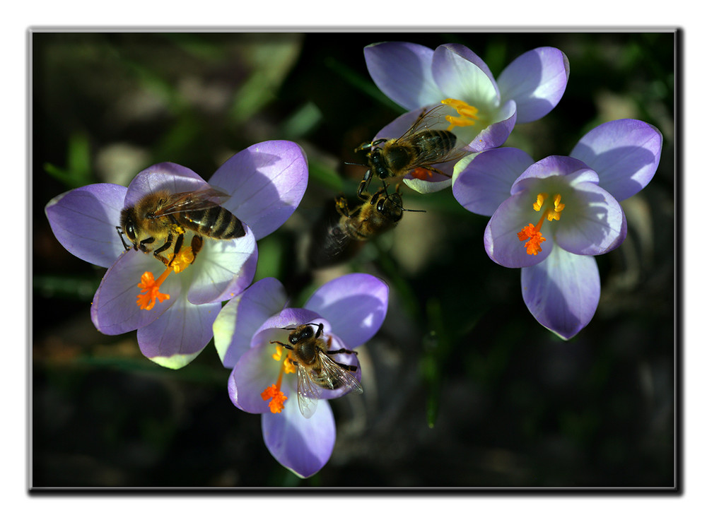 Gruppenbild mit Bienen