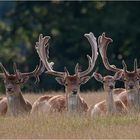 Gruppenbild mit Dame