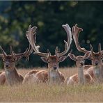 Gruppenbild mit Dame