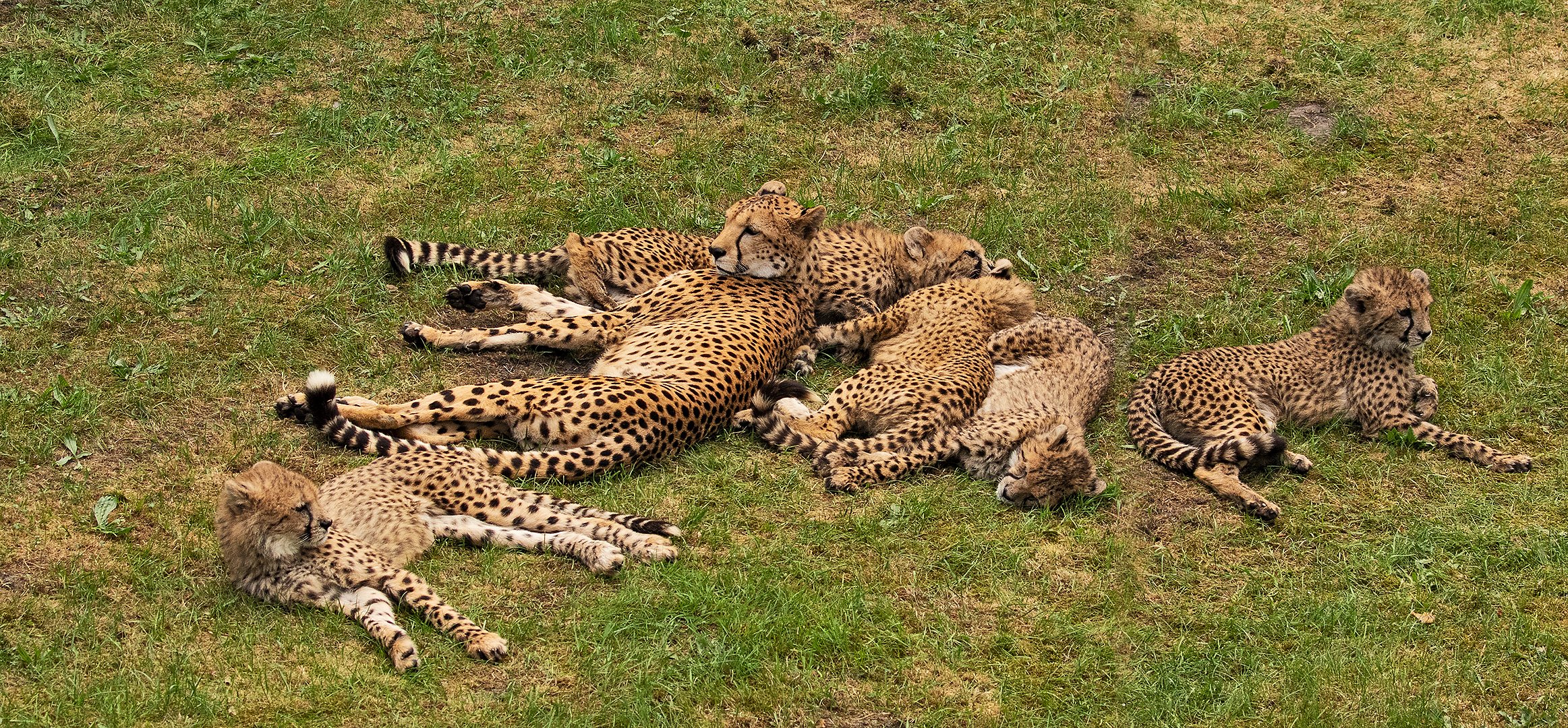 Gruppenbild mit Dame