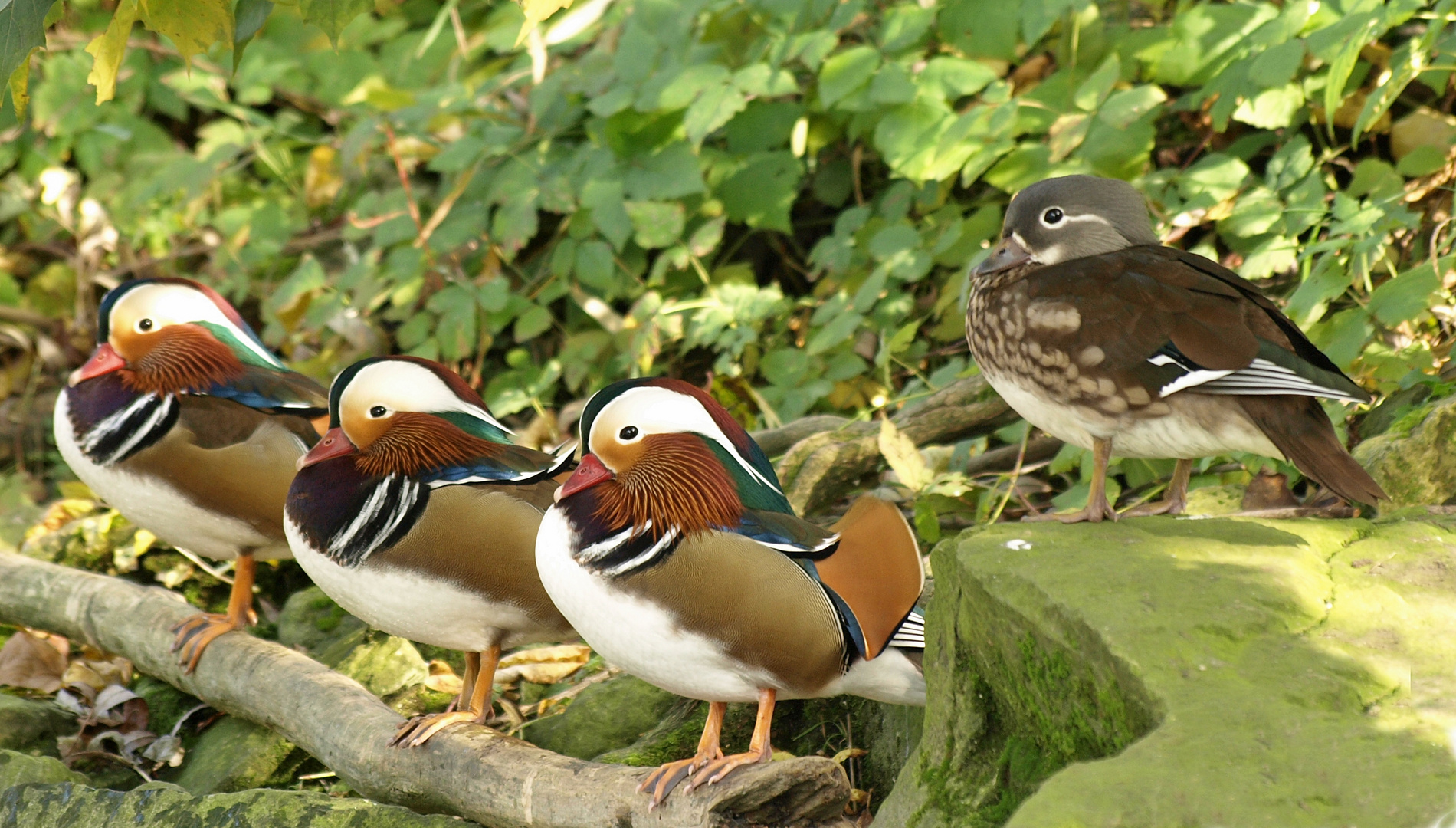 Gruppenbild mit Dame - Männerüberschuß bei Mandarins