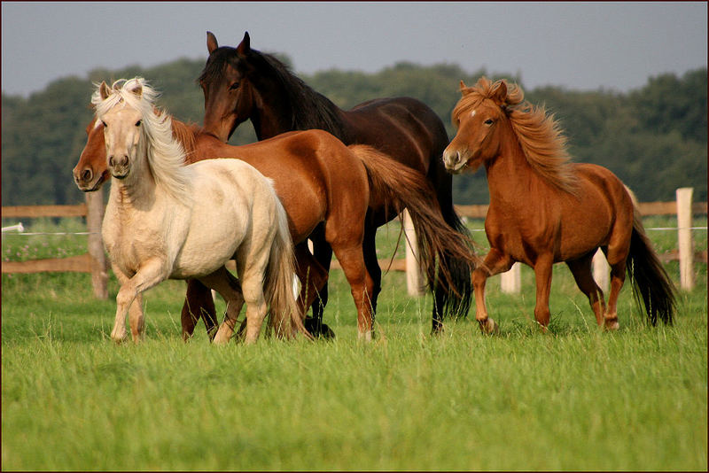 Gruppenbild mit Damen