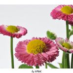 Gruppenbild mit Gänseblümchen II