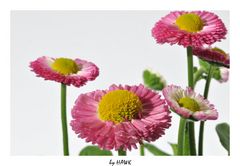 Gruppenbild mit Gänseblümchen II