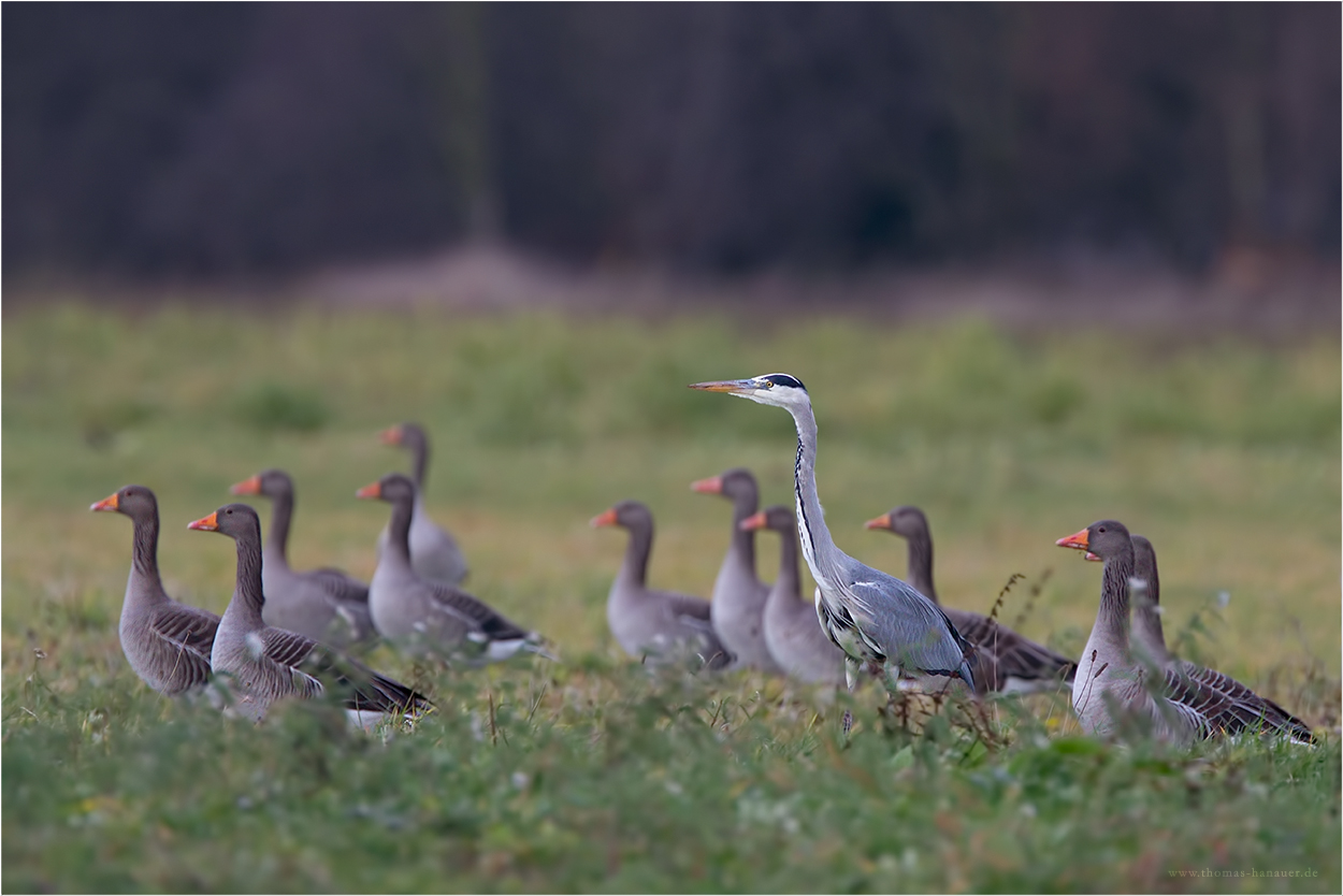 Gruppenbild mit Graureiher