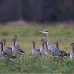 Gruppenbild mit Graureiher