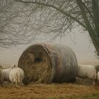 Gruppenbild mit Heuballen 