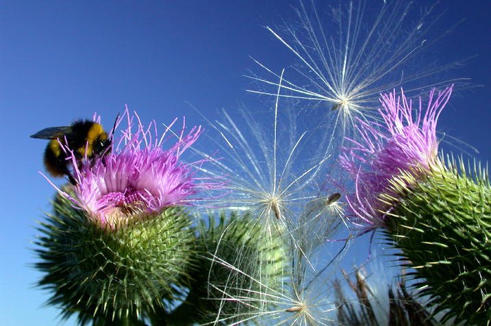 Gruppenbild mit Hummel