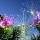 Gruppenbild mit Hummel