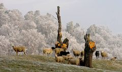 Gruppenbild mit Kahlbäumen