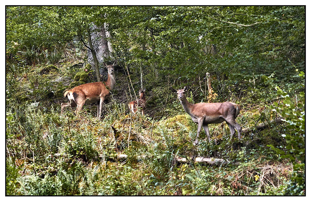 Gruppenbild mit Kalb