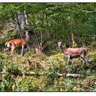 Gruppenbild mit Kalb