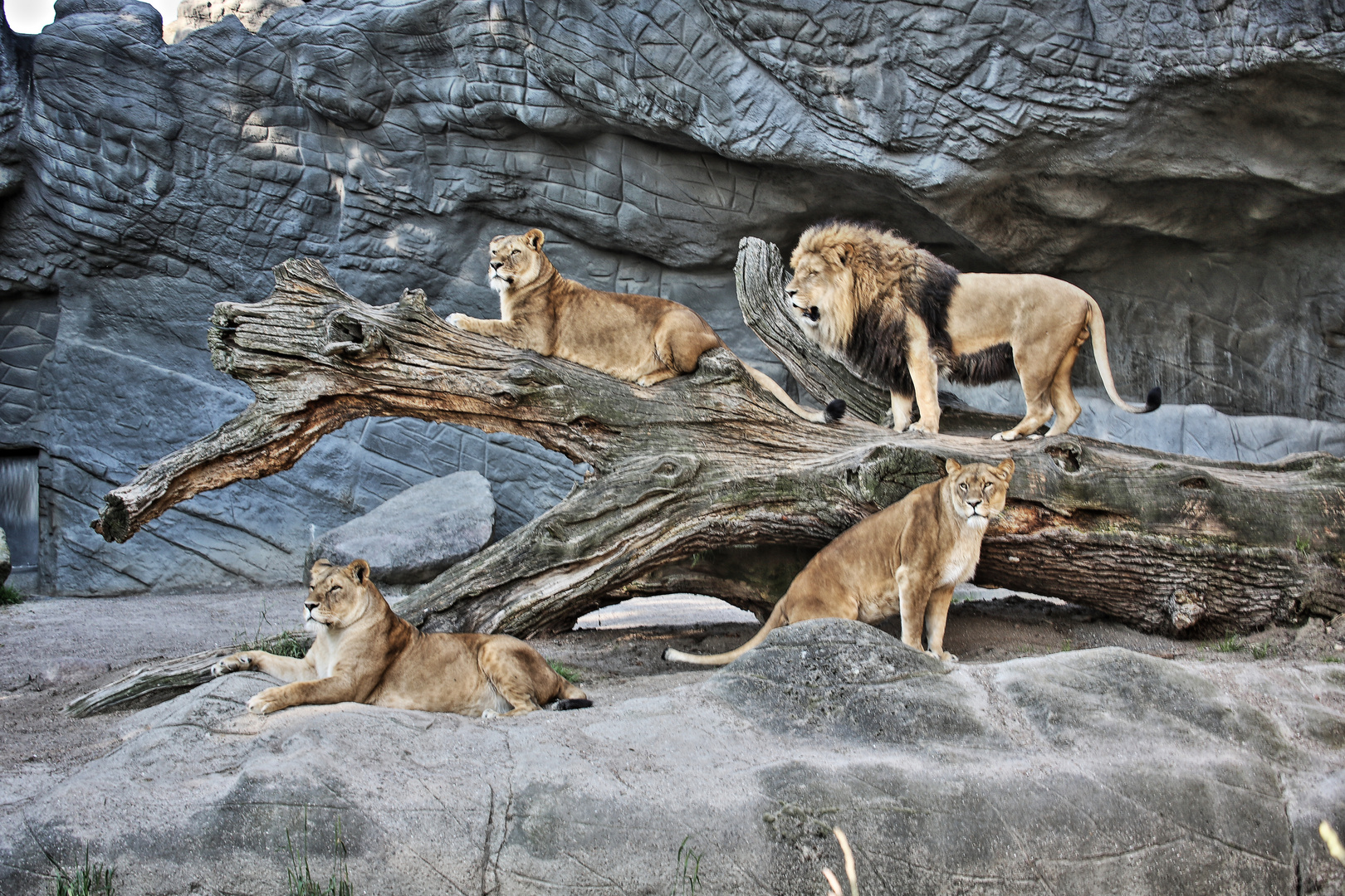 Gruppenbild mit Löwen