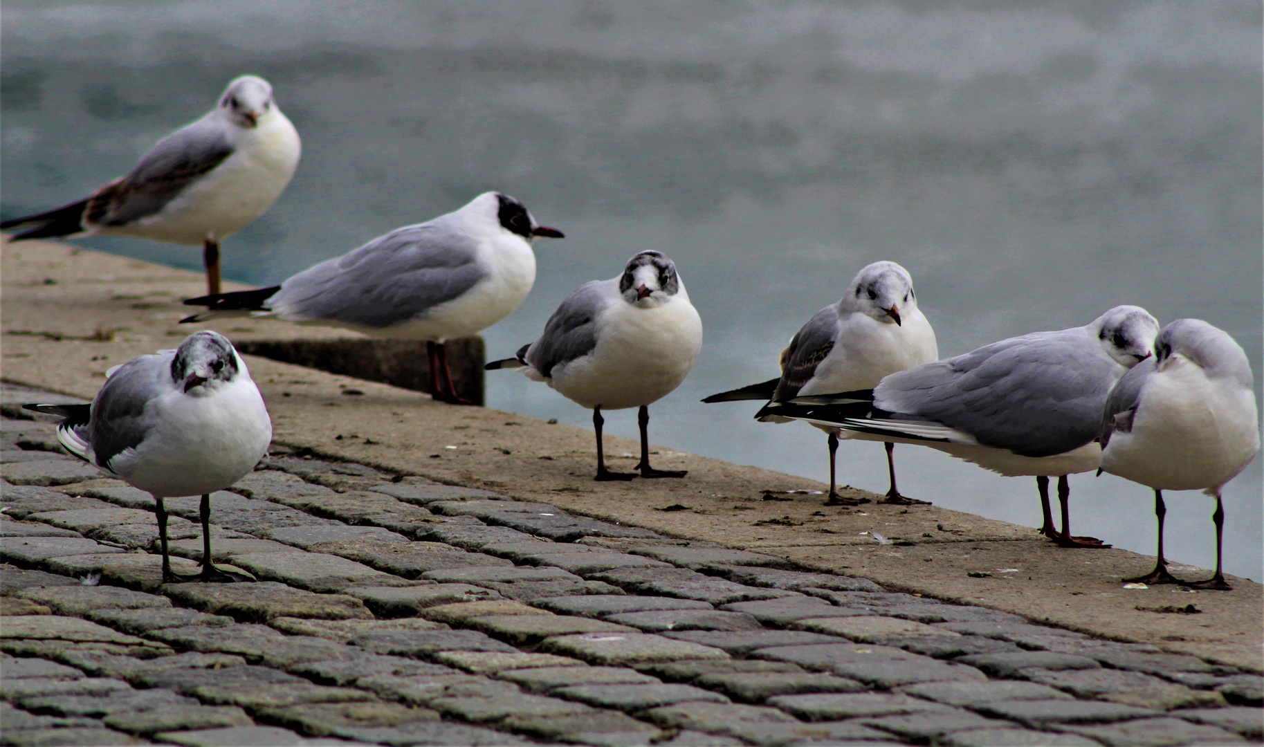 Gruppenbild mit Möwe(n)