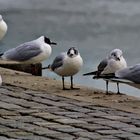 Gruppenbild mit Möwe(n)