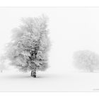 Gruppenbild mit Nebel