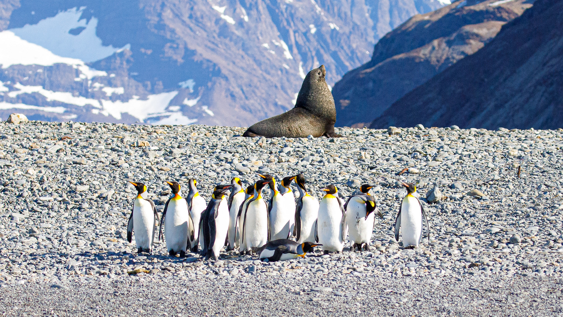 Gruppenbild mit Pelzrobbe