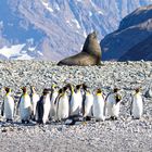 Gruppenbild mit Pelzrobbe