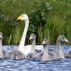 Gruppenbild mit Schwan...