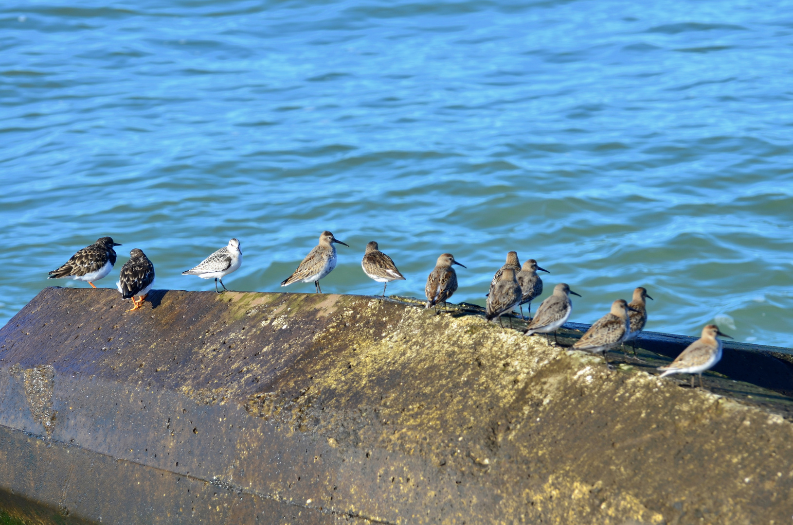 Gruppenbild mit Steinwälzer, Sanderling, Strandläufer?