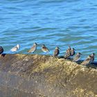 Gruppenbild mit Steinwälzer, Sanderling, Strandläufer?