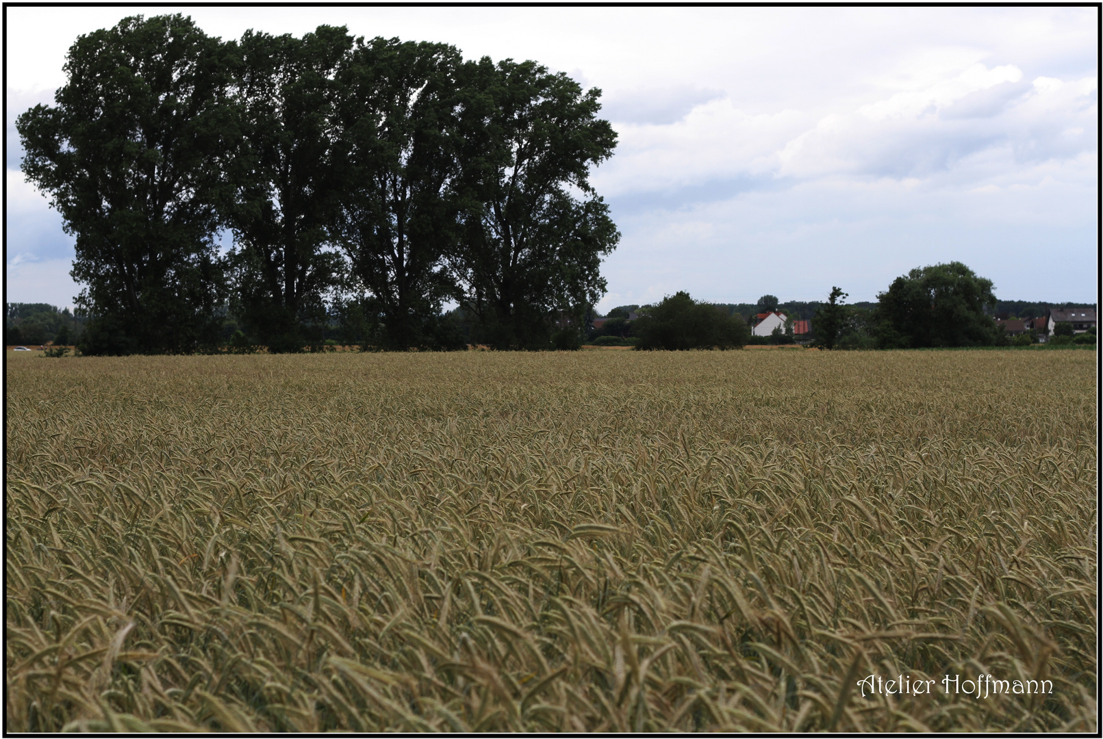 Gruppenbild mit  Weizen ;-)