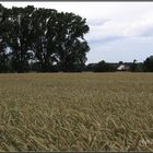 Gruppenbild mit  Weizen ;-)