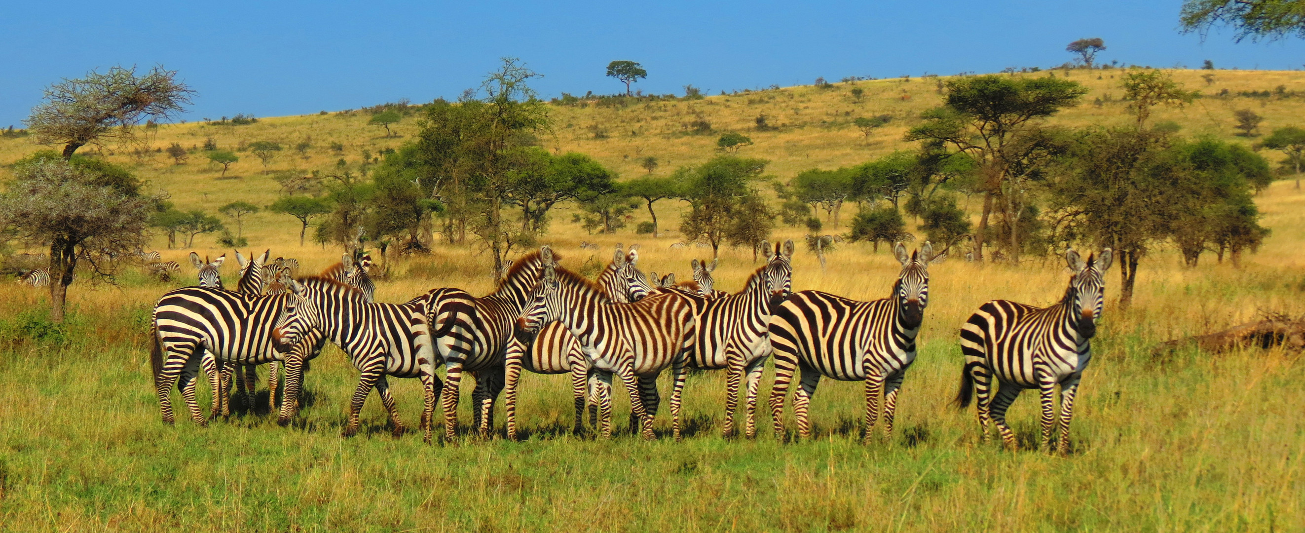 Gruppenbild mit Zebra