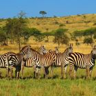 Gruppenbild mit Zebra