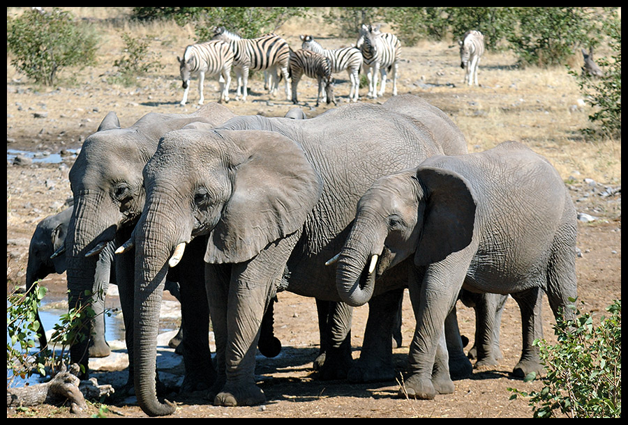 Gruppenbild mit Zebras