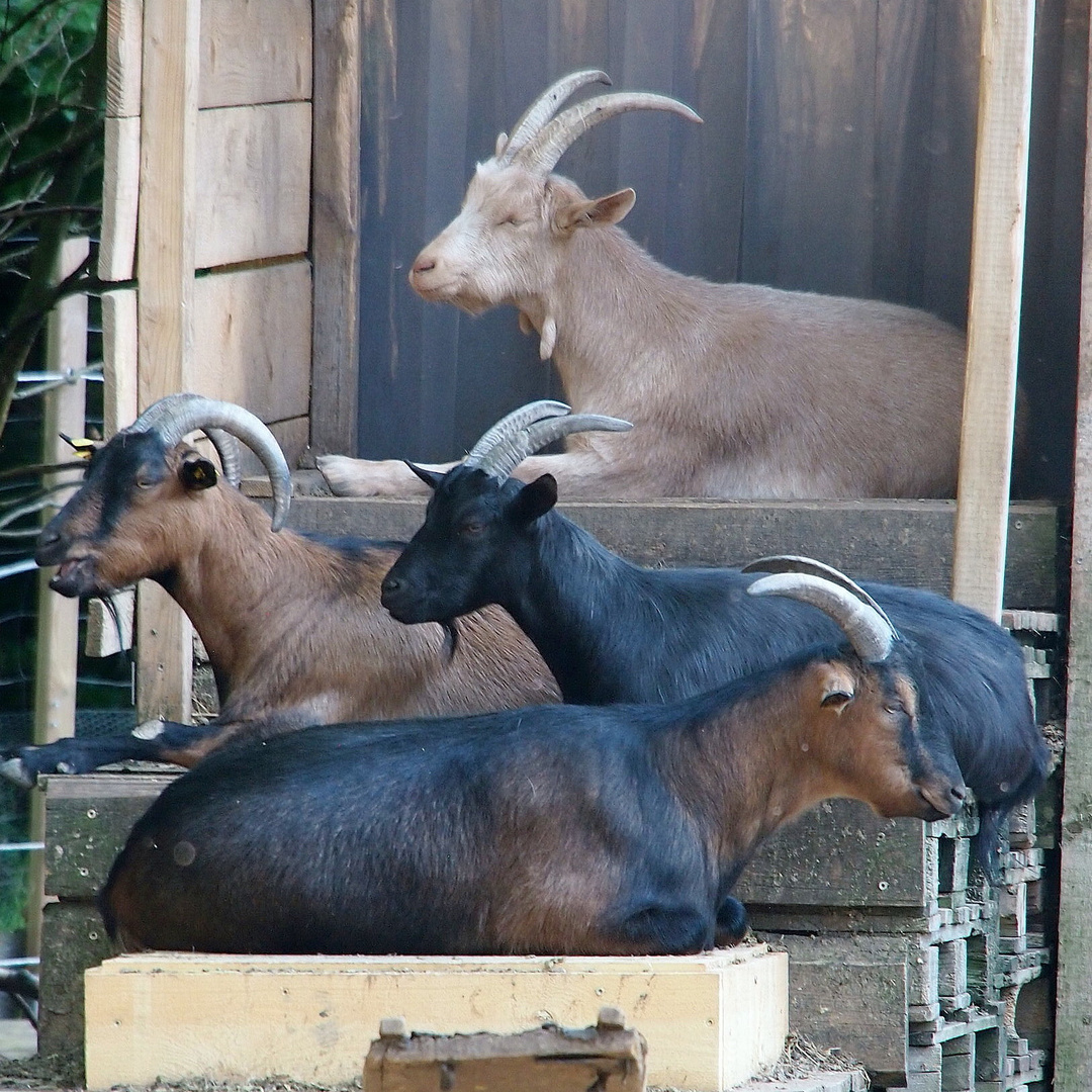 Gruppenbild mit Ziegen