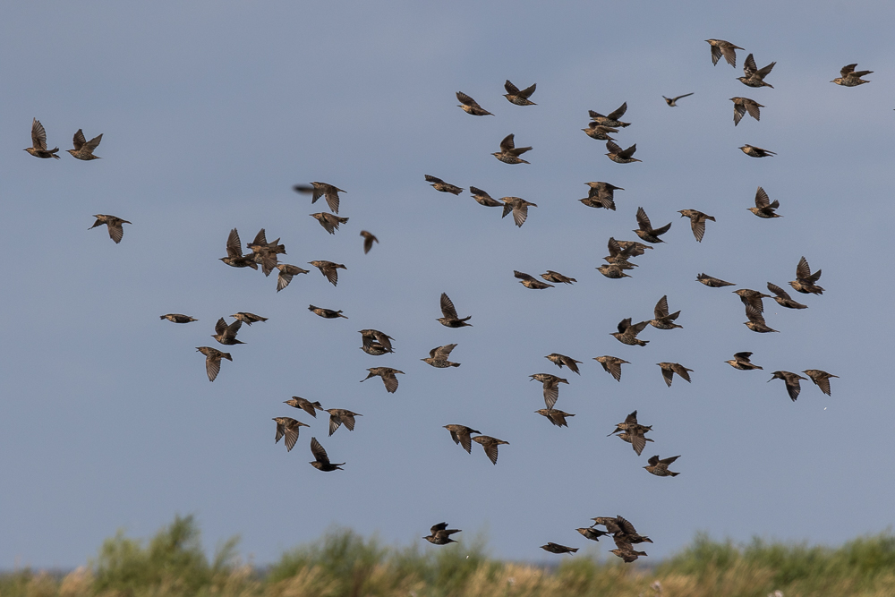 "Gruppenflug"