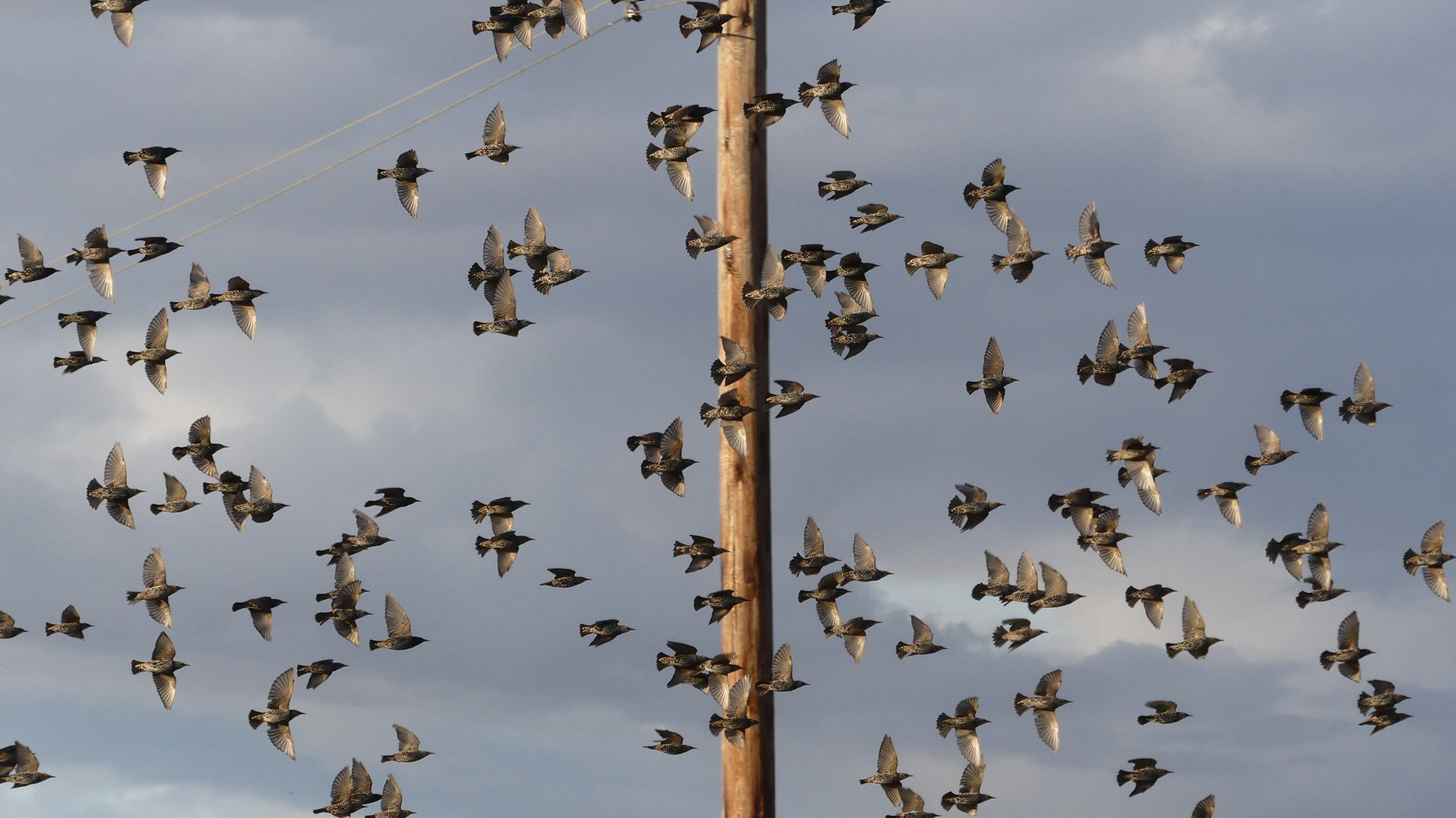 Gruppenflug