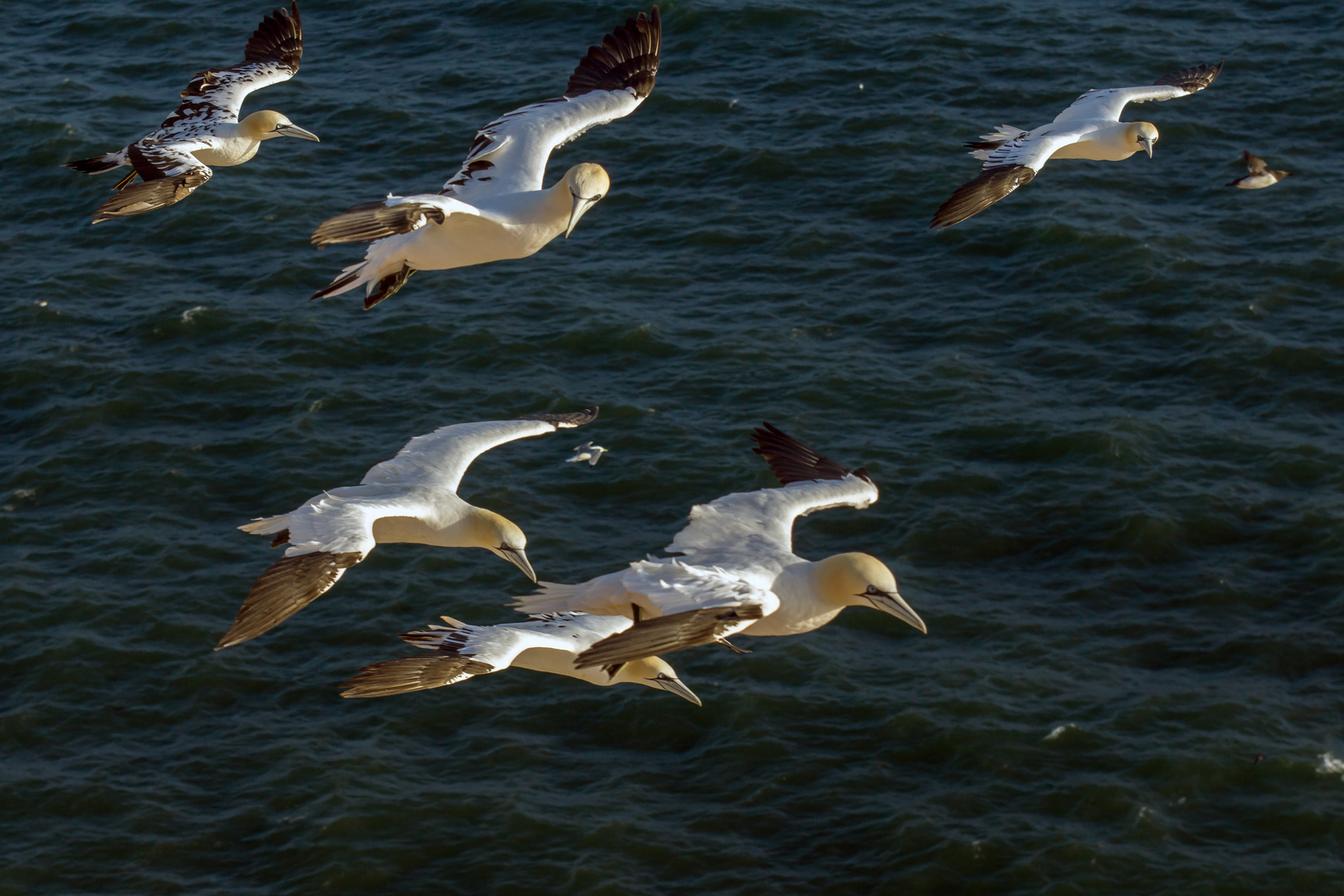 Gruppenflug