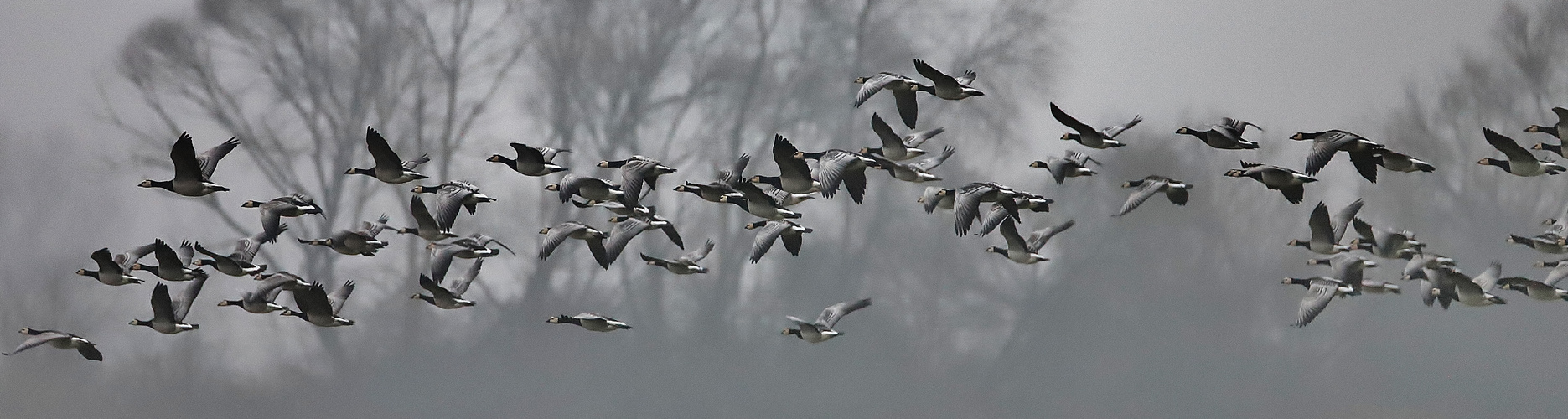 Gruppenflug im Nebel