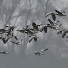 Gruppenflug im Nebel