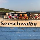 Gruppenfoto auf der Seeschwalbe