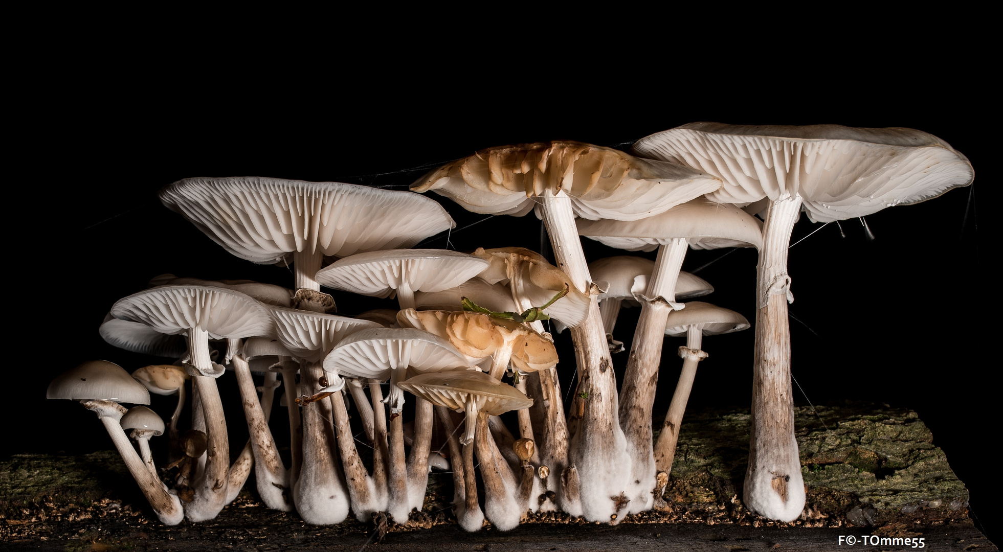 Gruppenfoto bei Nacht