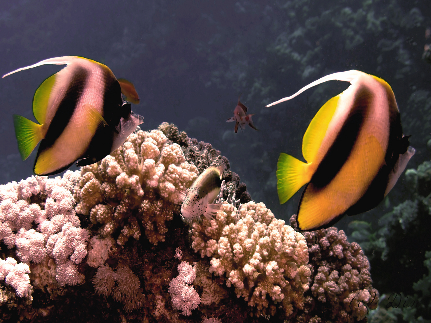 Gruppenfoto der Fische