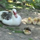 Gruppenfoto der Warzenenten