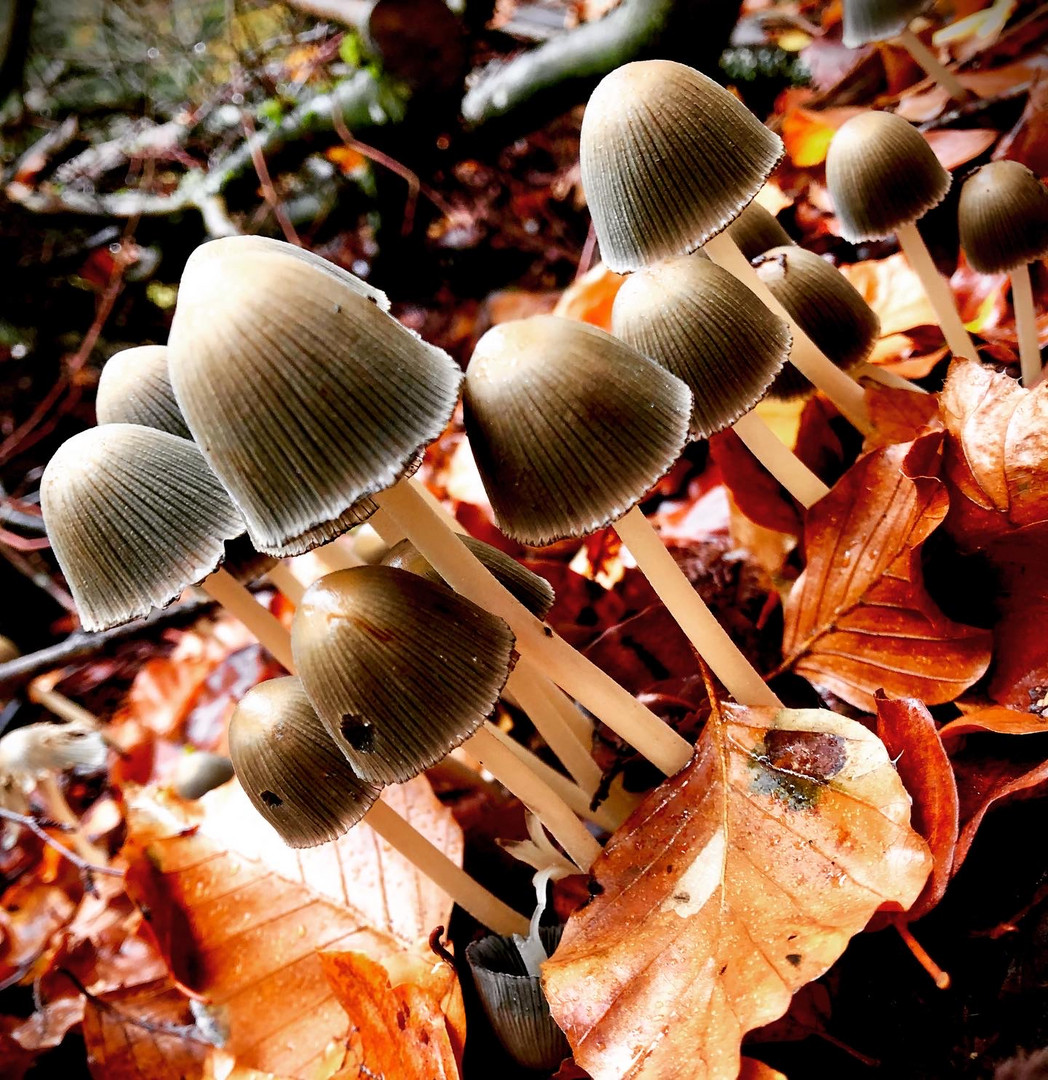 Gruppenfoto im Wald