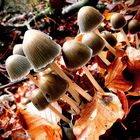 Gruppenfoto im Wald