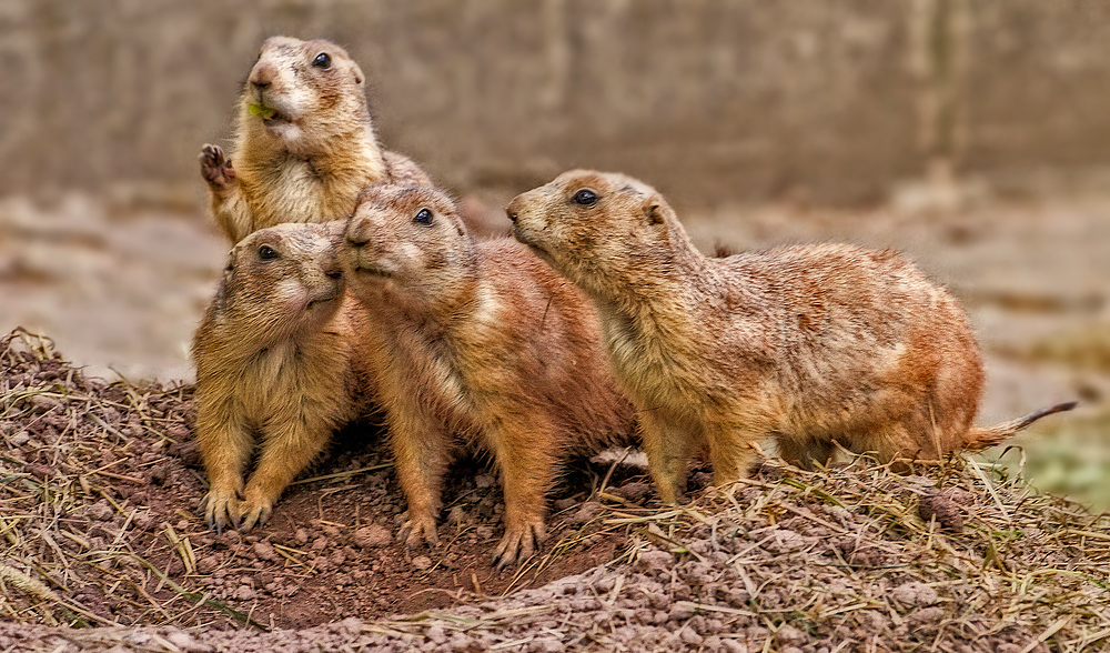 Gruppenfoto von den Prariehunderl