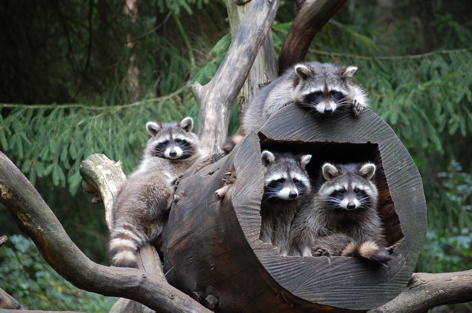 Gruppenfoto Waschbären