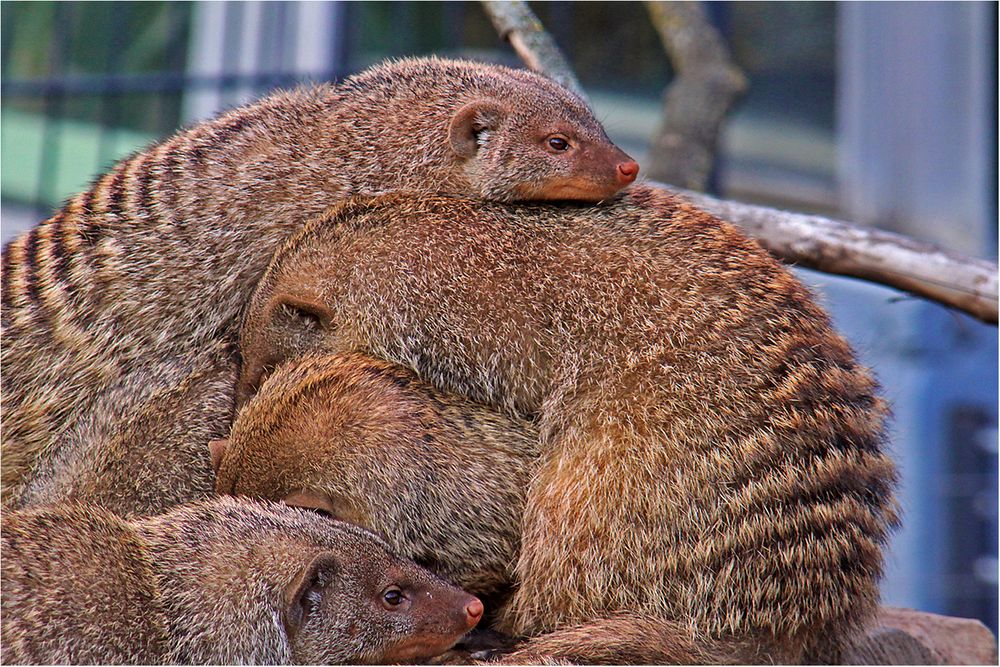 Gruppenkuscheln