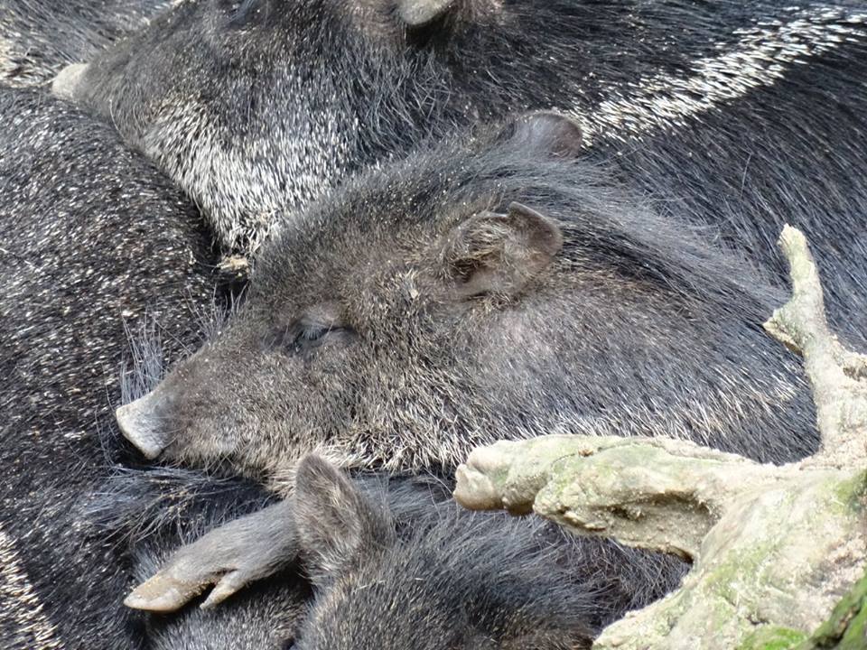 Gruppenkuscheln