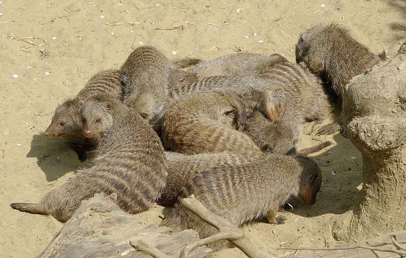 "Gruppenkuscheln"